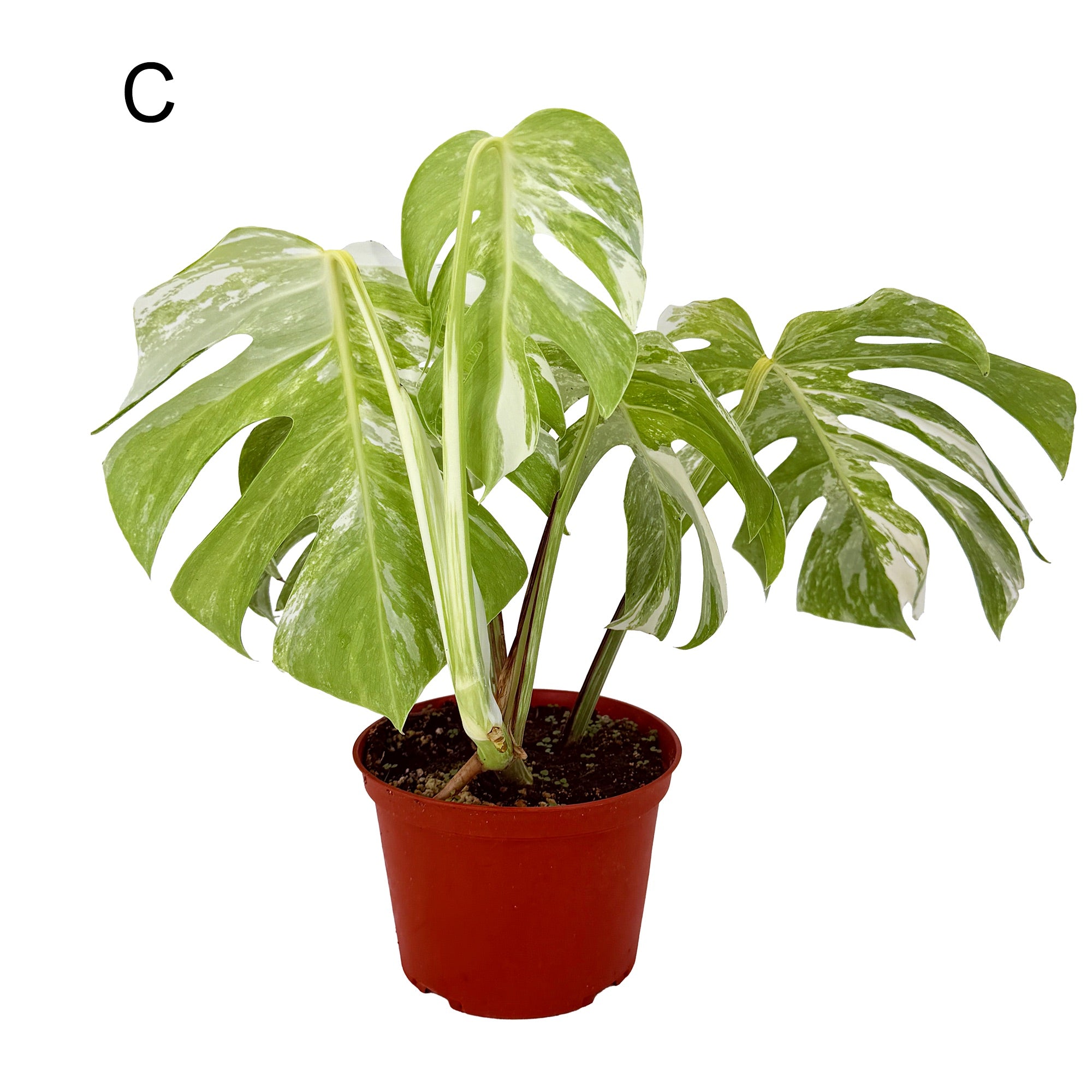 Monstera Borsigiana Albo Variegata