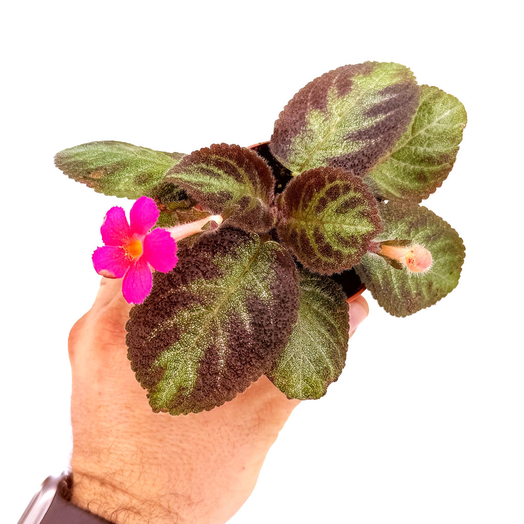 Episcia 'Pink Panther'