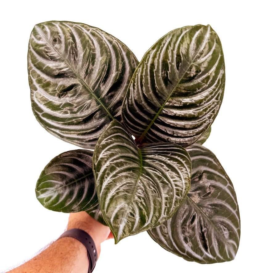 Aphelandra squarrosa ‘Nova Fuego'