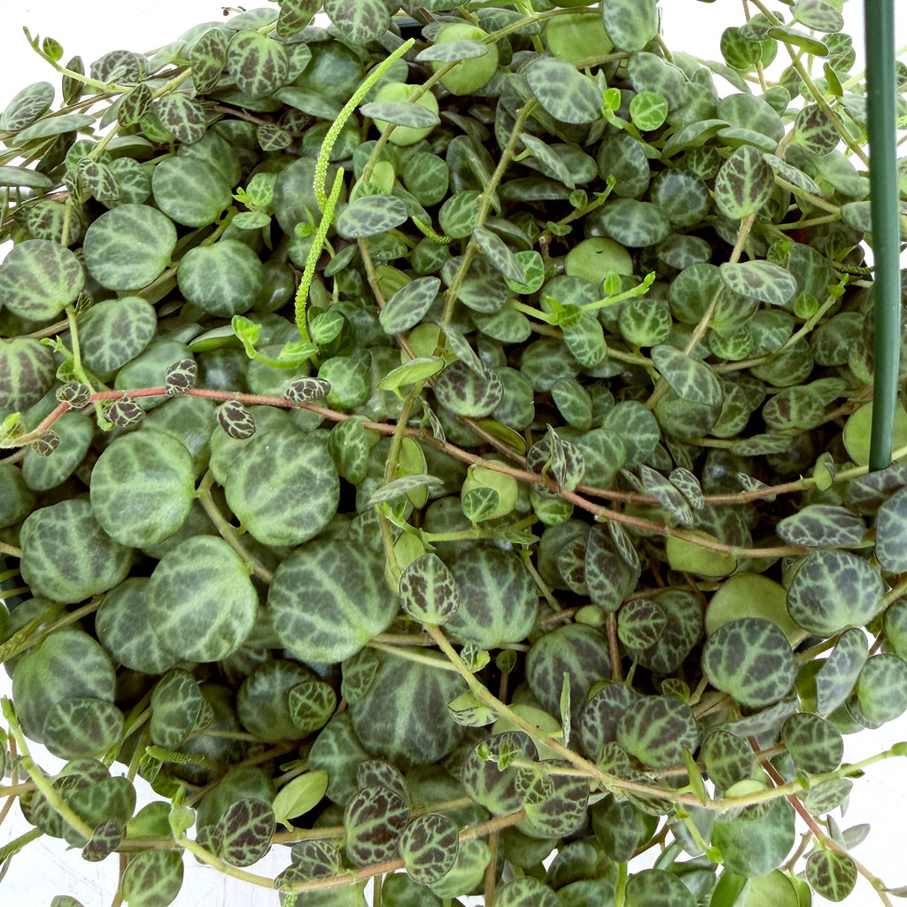 Peperomia prostrata 'String of Turtles'