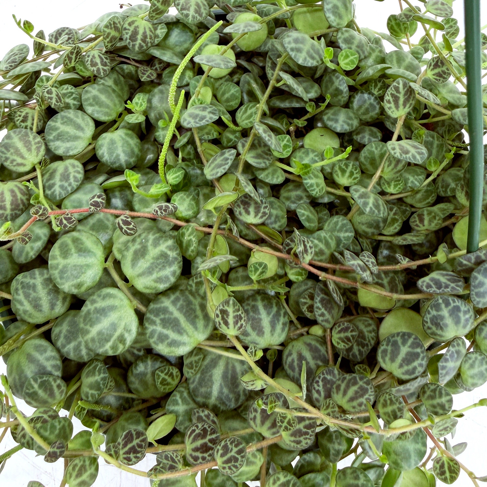 Peperomia prostrata 'String of Turtles'