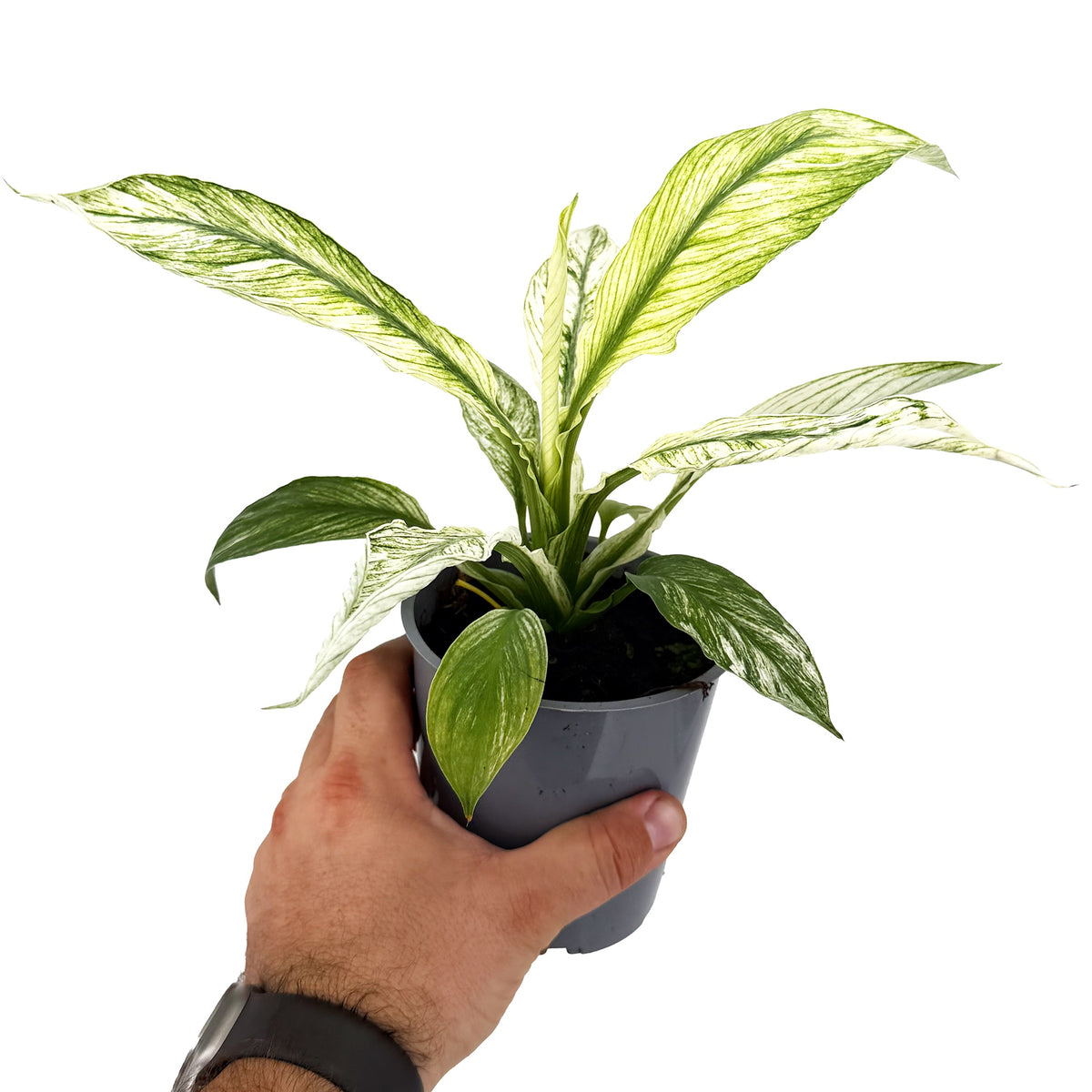 Spathiphyllum ‘Sensation Variegata’