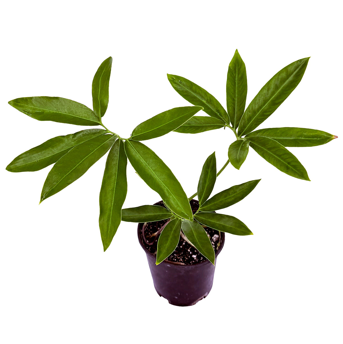 Thaumatophyllum spruceanum ‘Goeldii’