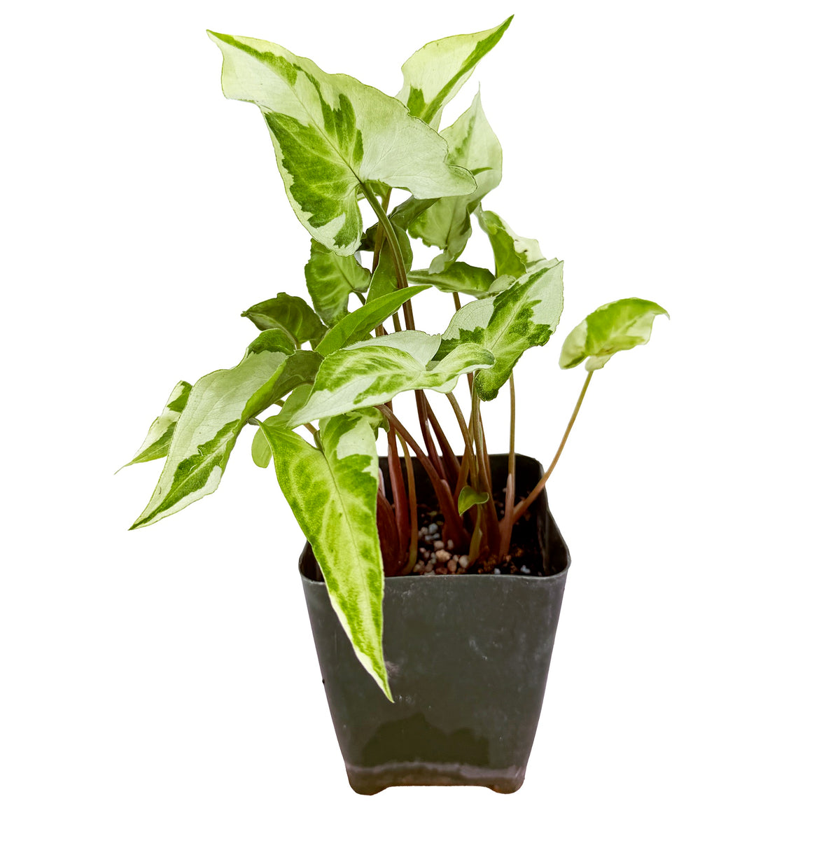 Syngonium 'Three Kings'