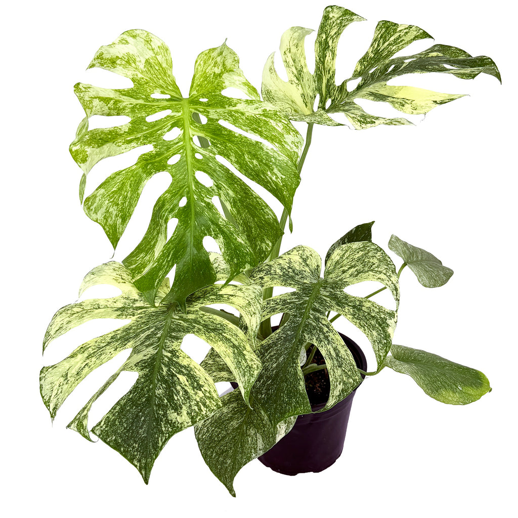 Monstera deliciosa ‘Mint’