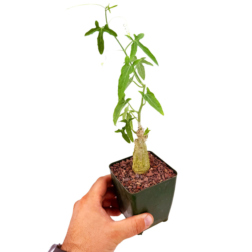 Corallocarpus welwitschii