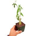 Corallocarpus welwitschii