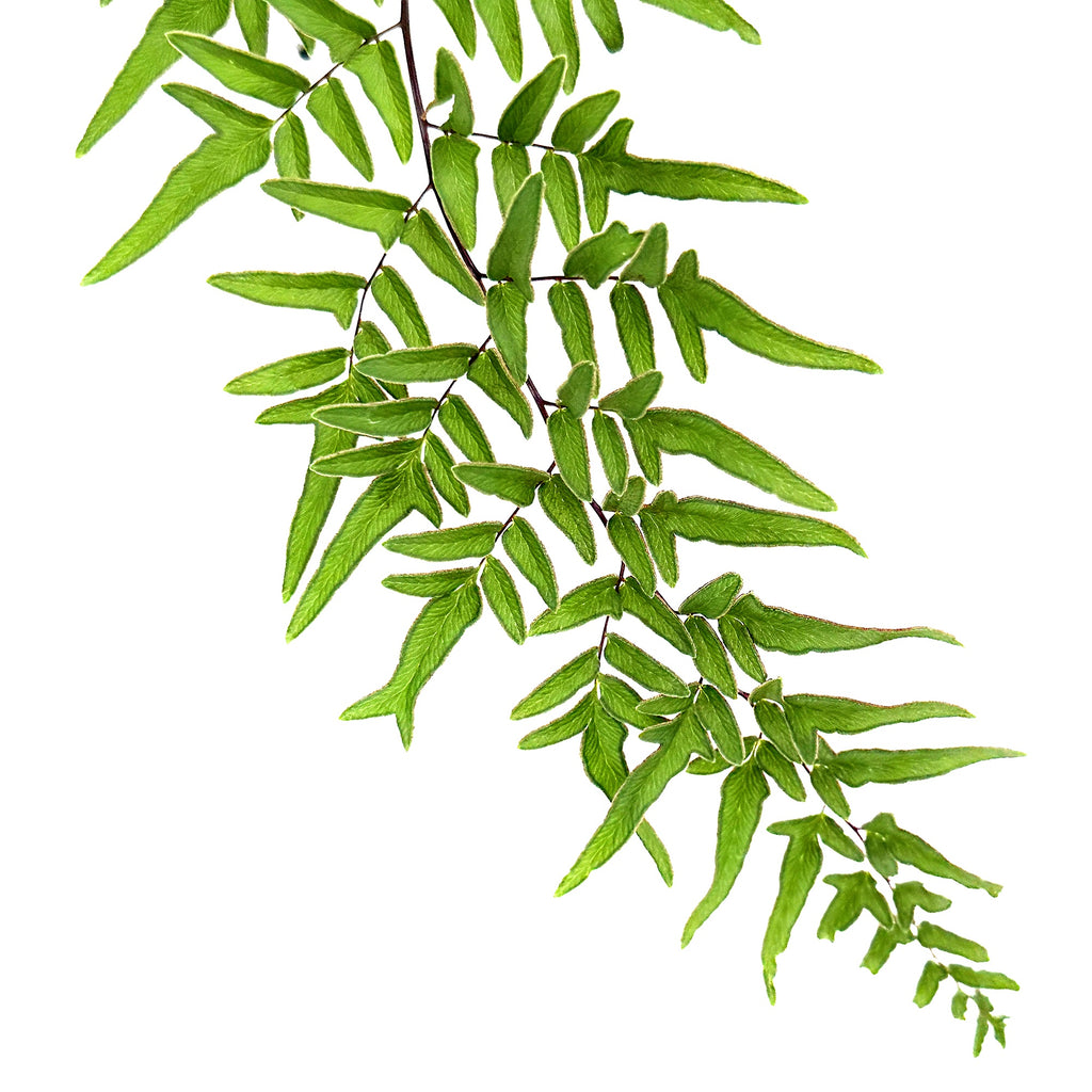 Pellaea hastata ‘Blue Rock Fern’