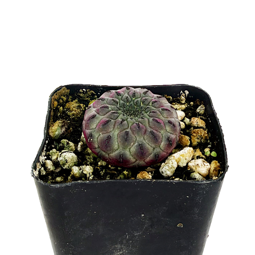 Rebutia rauschii