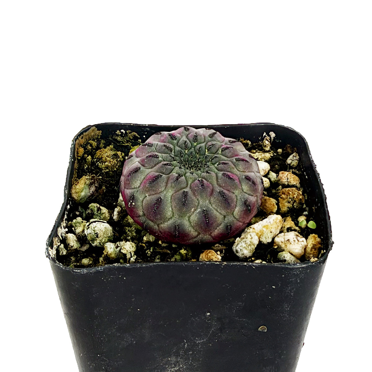 Rebutia rauschii