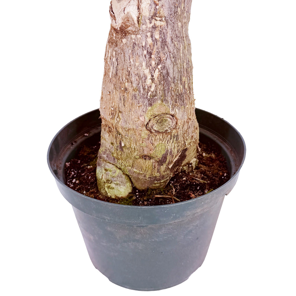 Pachira aquatica ‘Money Tree’ [Stump Form] Wabi-Sabi