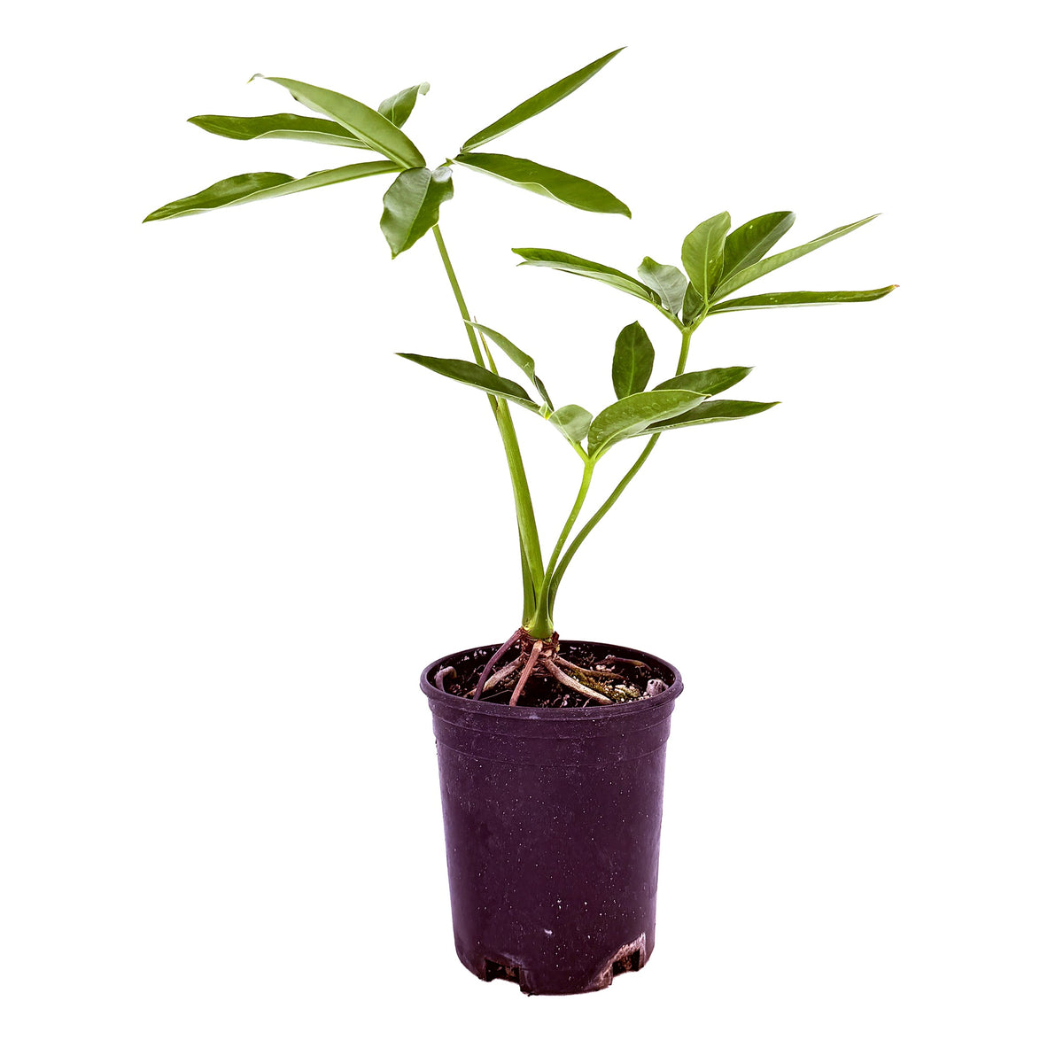 Thaumatophyllum spruceanum ‘Goeldii’