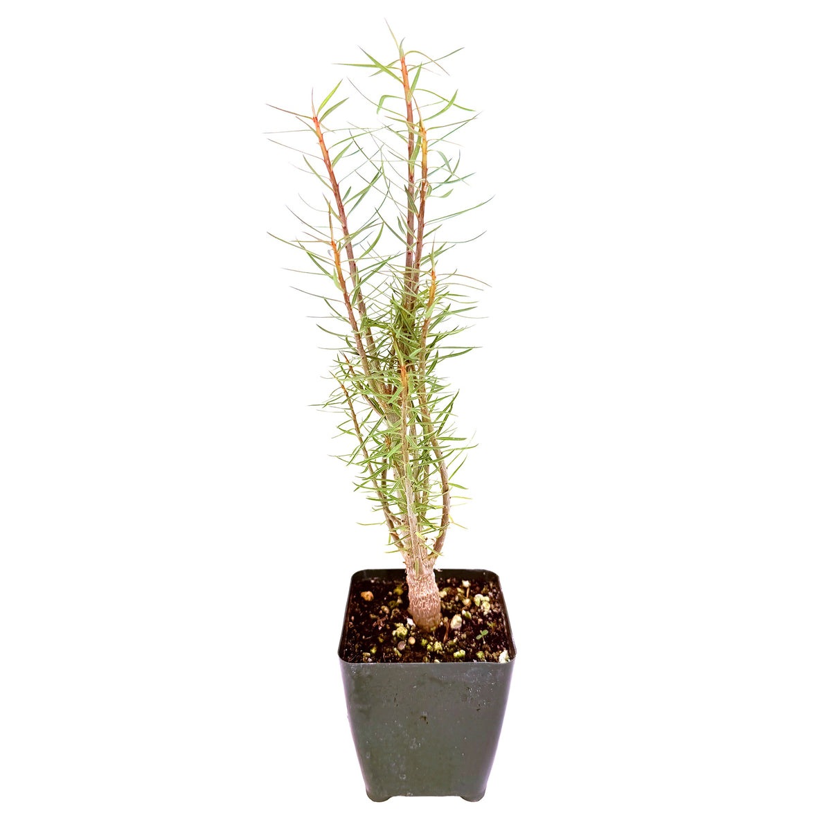 Euphorbia balsamifera 'Sweet Tabaiba'