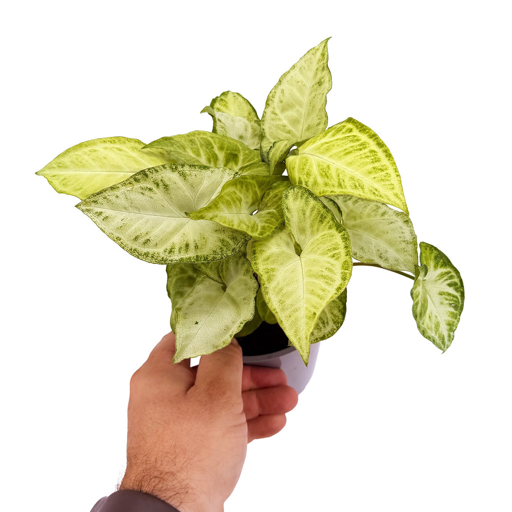 Syngonium podophyllum ‘White Butterfly’