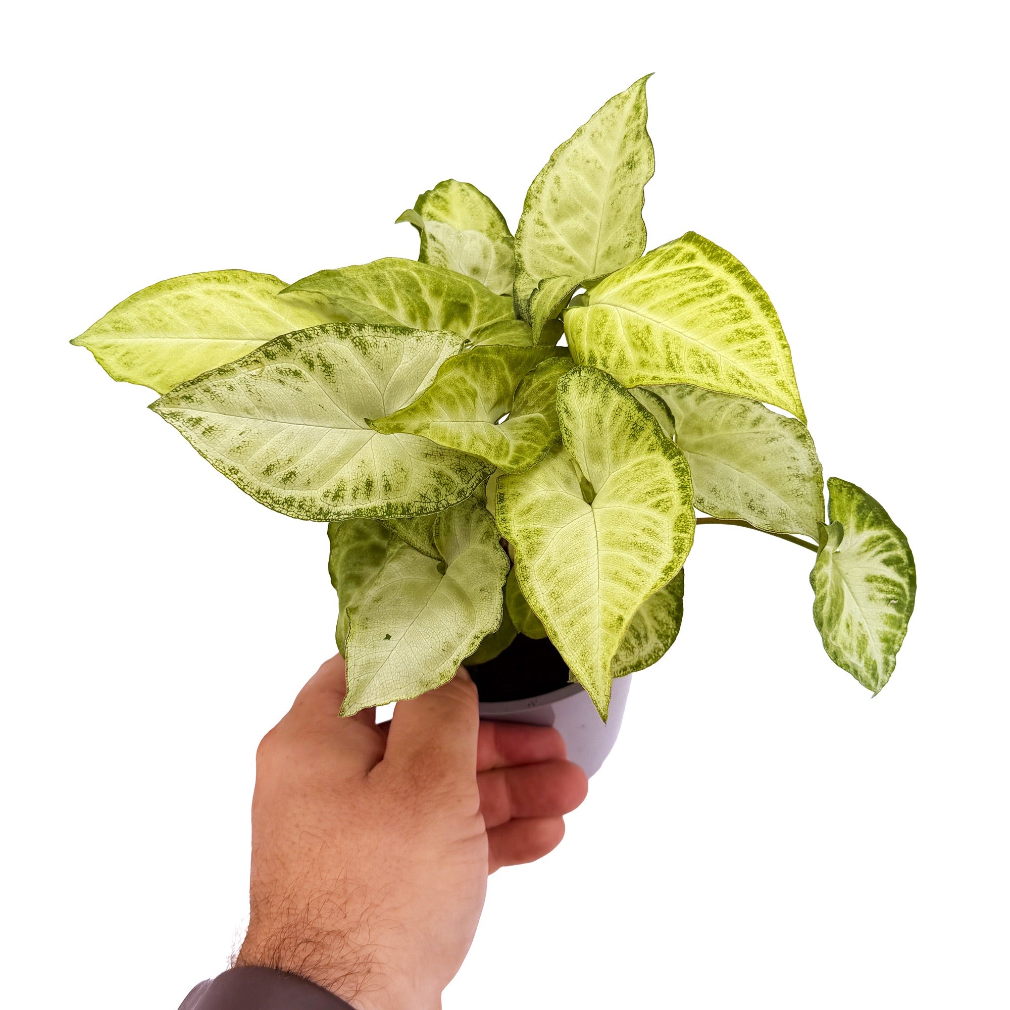 Syngonium podophyllum ‘White Butterfly’
