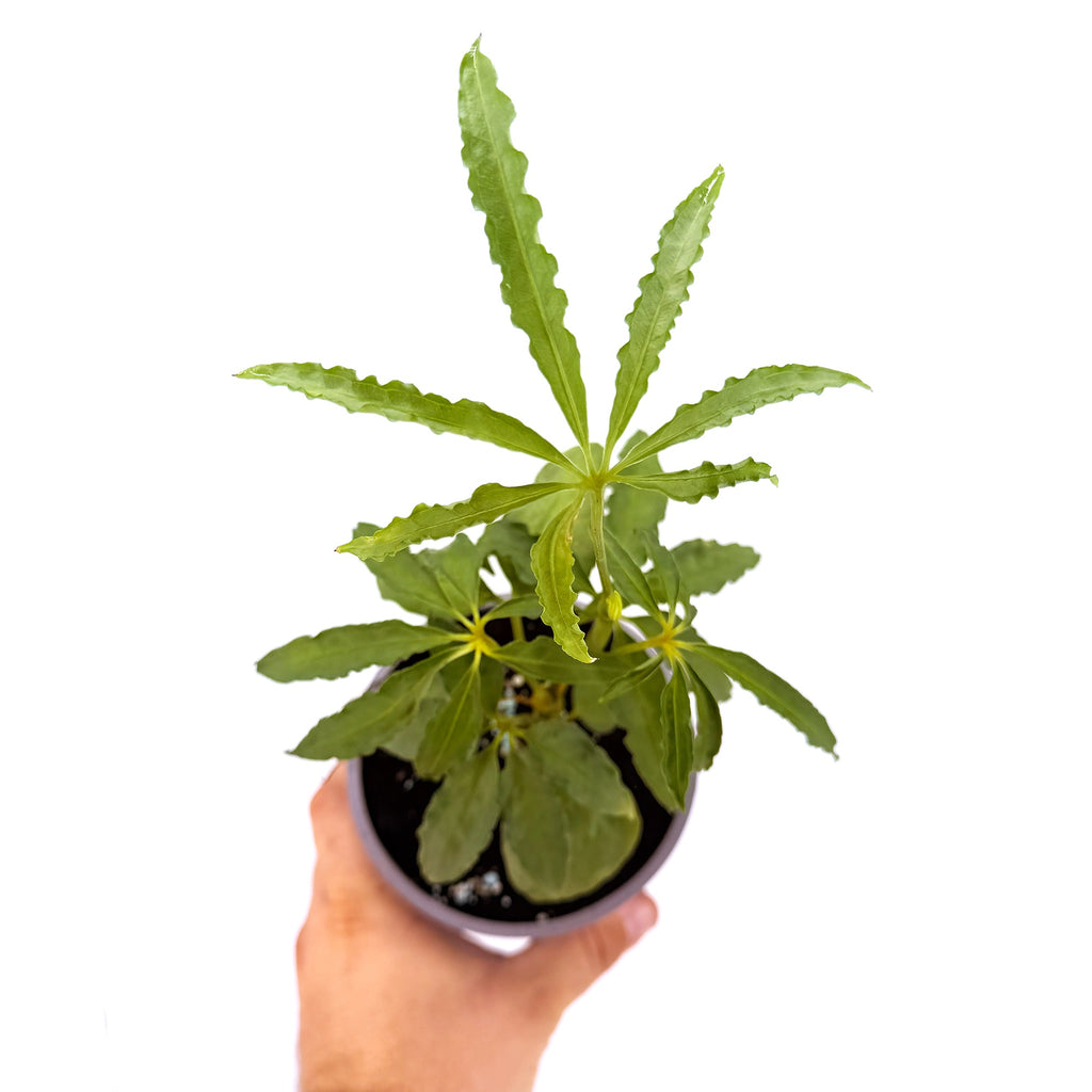 Anthurium polyschistum
