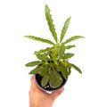 Anthurium polyschistum
