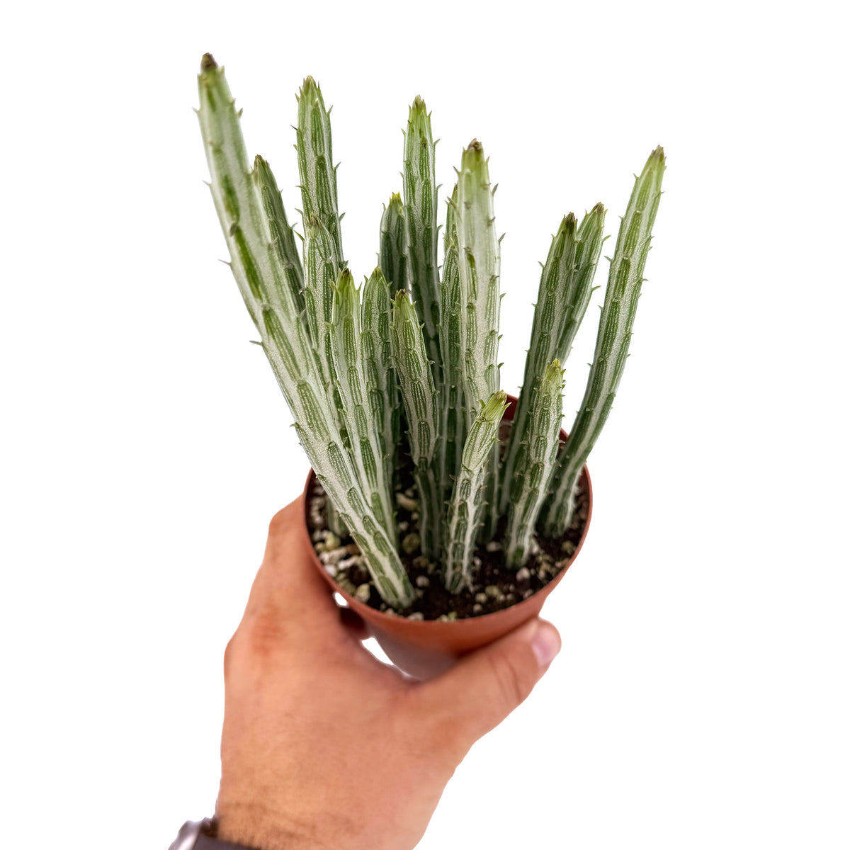 Kleinia stapeliformis 'Pickle Plant'