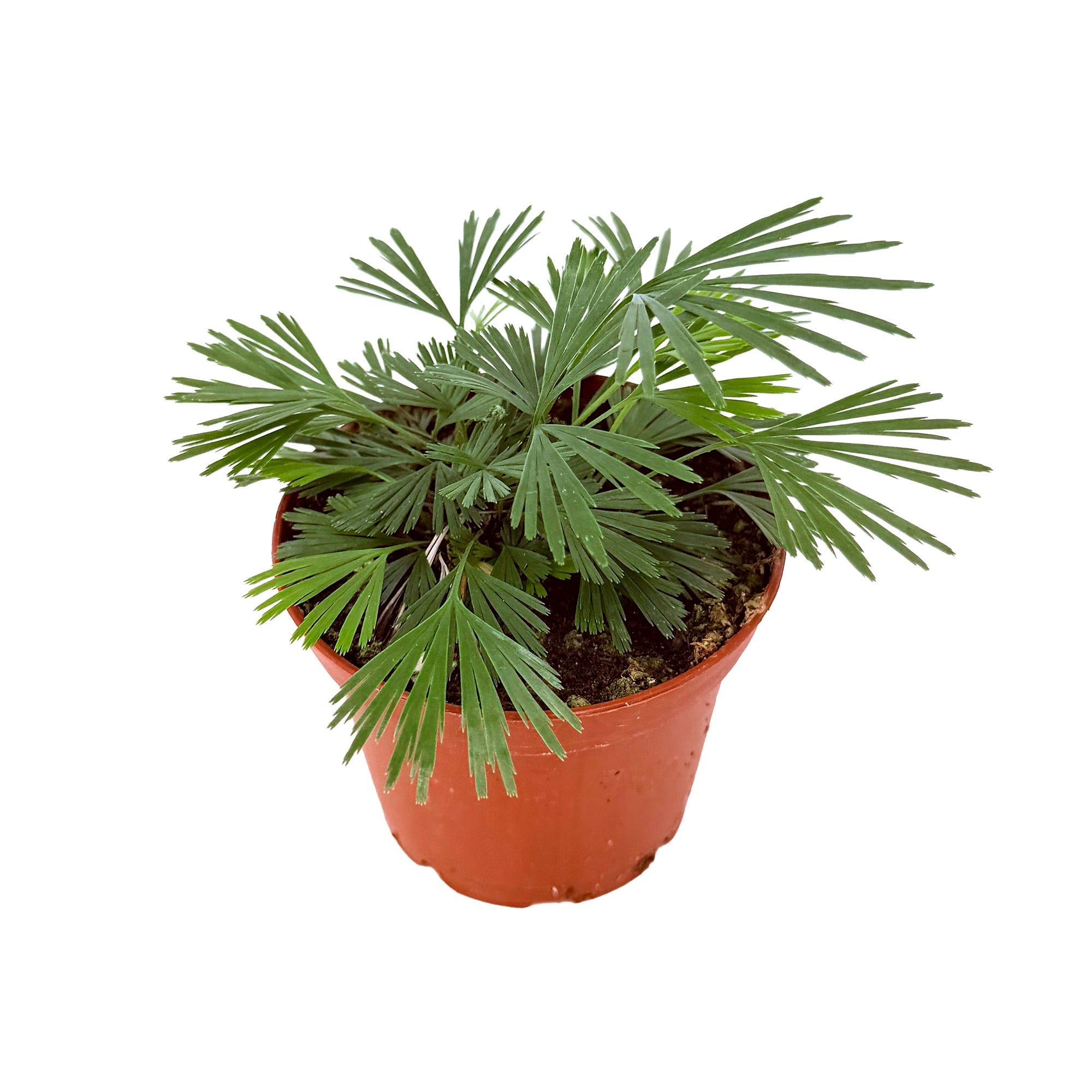Actiniopteris australis 'Eyelash Fern'