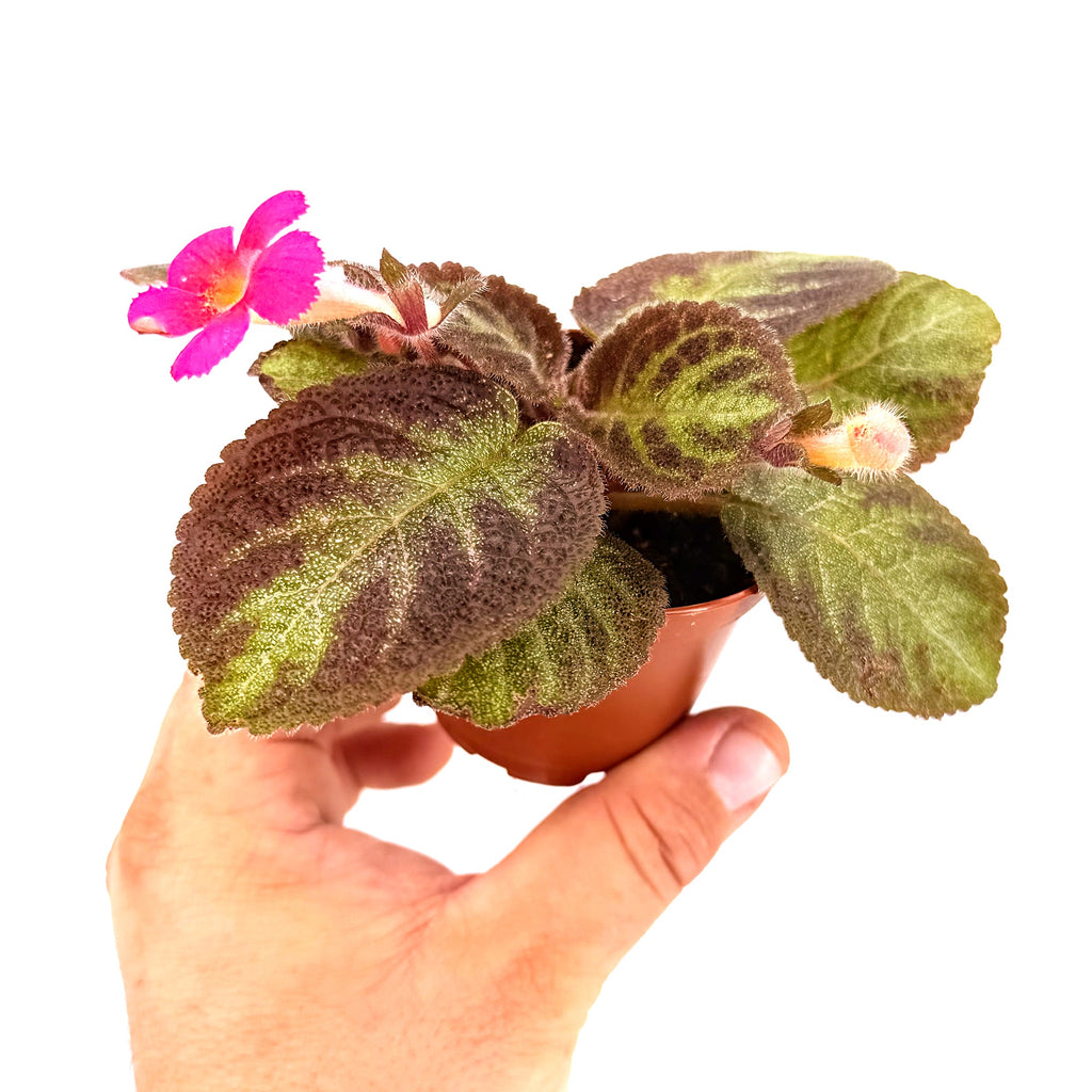 Episcia 'Pink Panther'