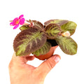 Episcia 'Pink Panther'