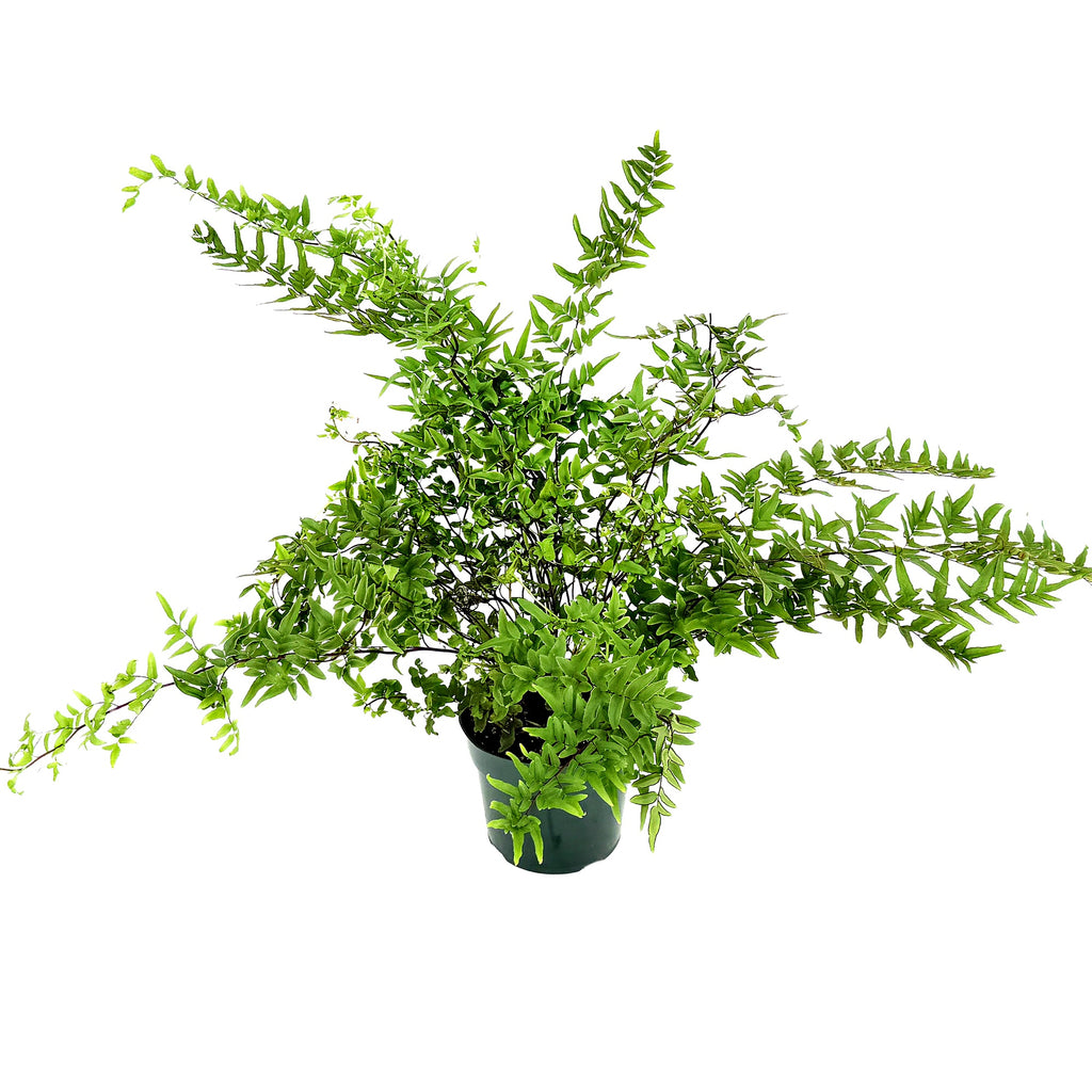 Pellaea hastata ‘Blue Rock Fern’