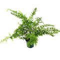 Pellaea hastata ‘Blue Rock Fern’