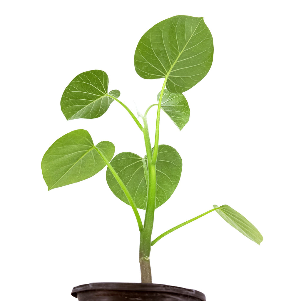 Ipomoea kituiensis
