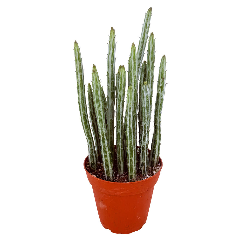 Kleinia stapeliformis 'Pickle Plant'