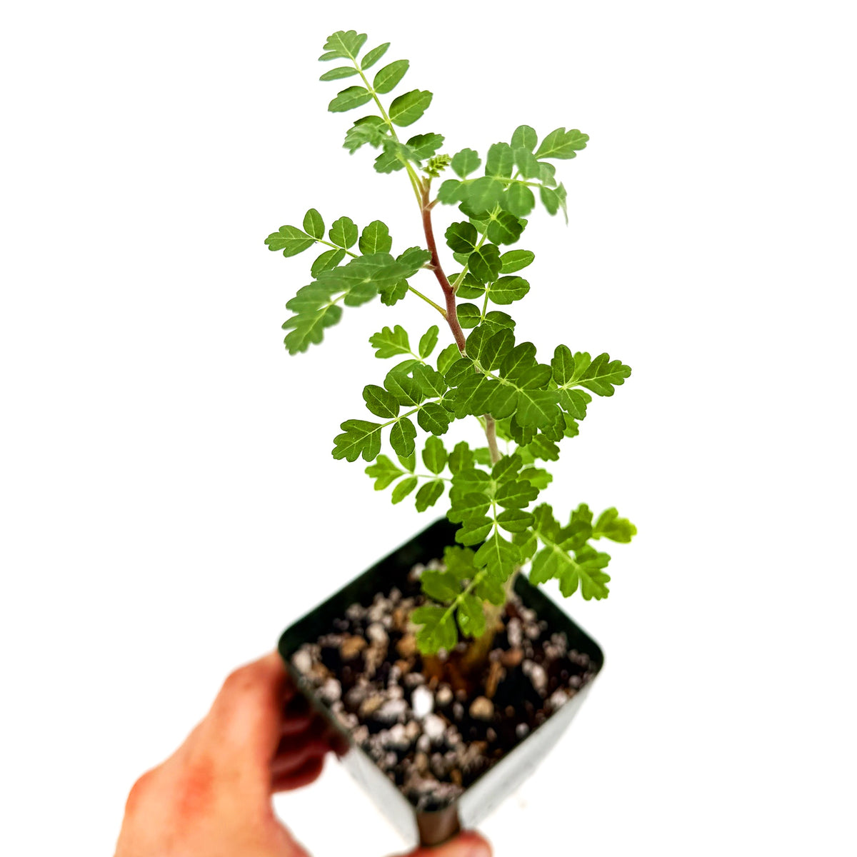 Pachycormus discolor 'Baja Elephant Tree'