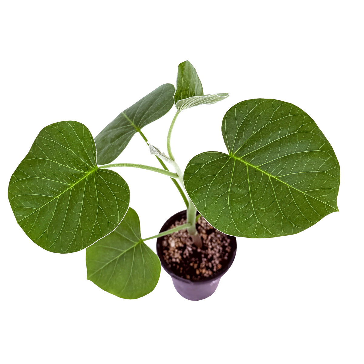 Ipomoea kituiensis