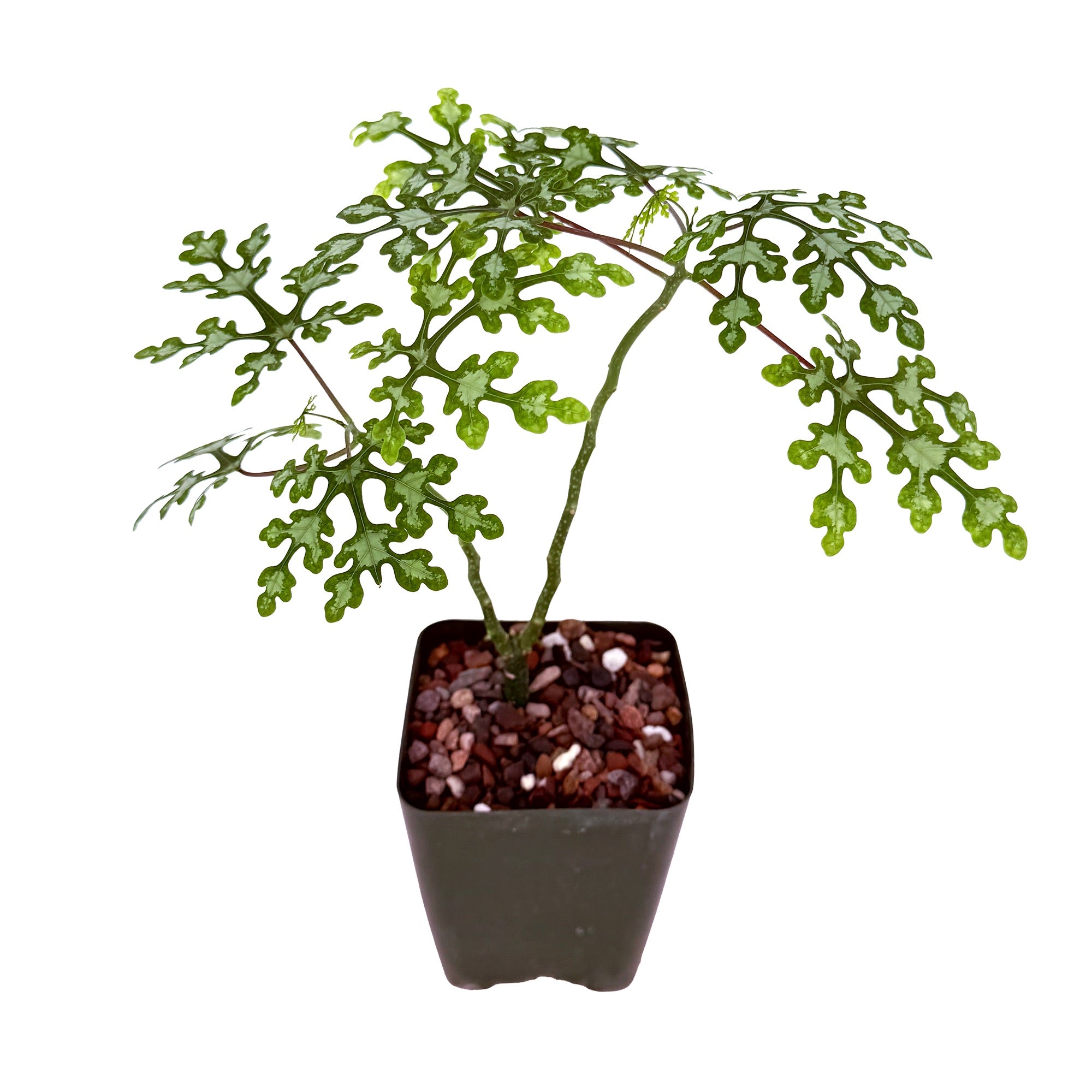 Adenia perrieri