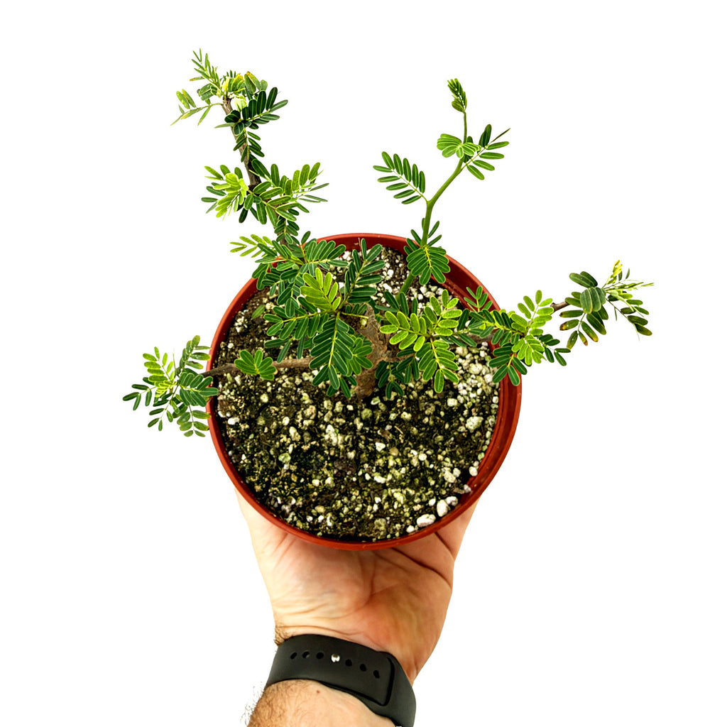 Senna meridionalis