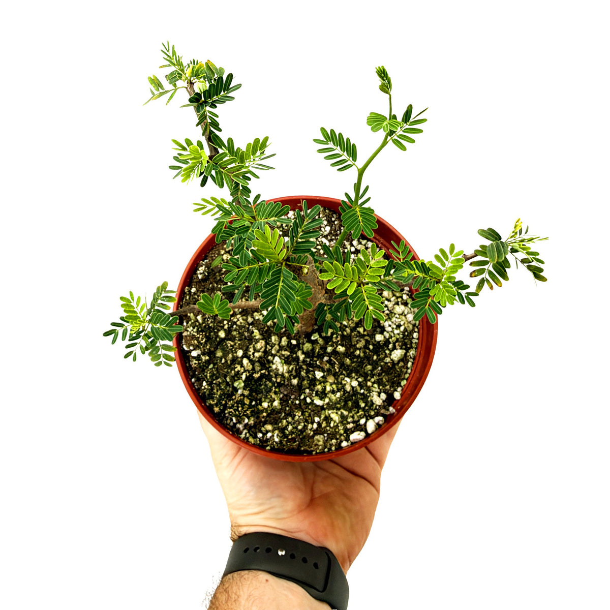 Senna meridionalis