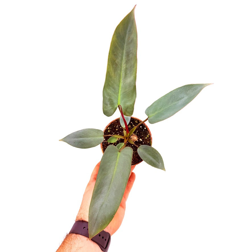 Philodendron atabapoense