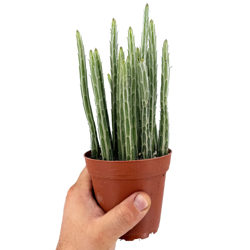 Kleinia stapeliformis 'Pickle Plant'