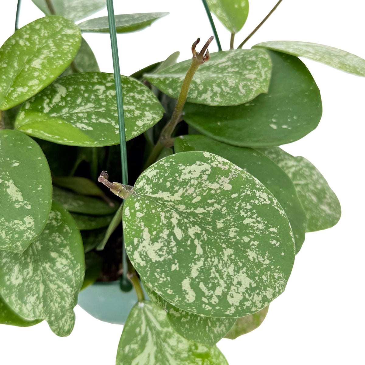 Hoya obovata ‘Splash’