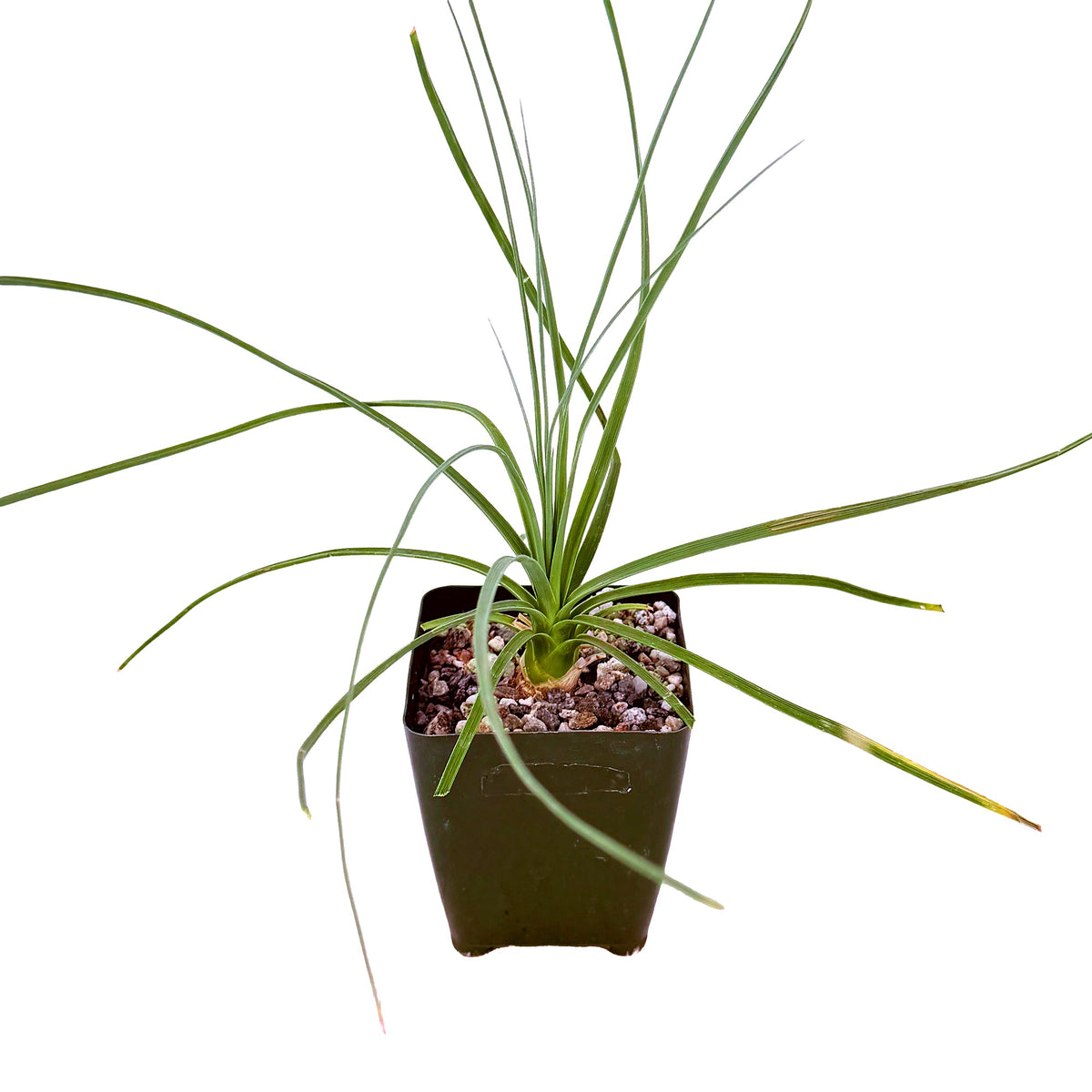 Calibanus hookeri