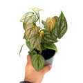 Philodendron brandtianum