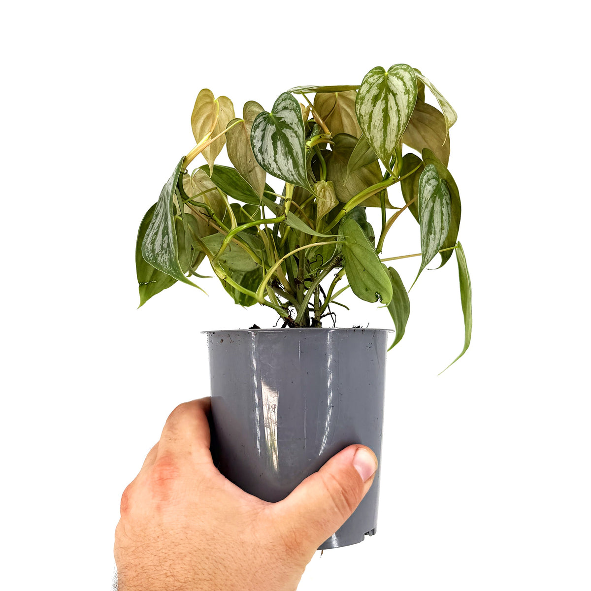 Philodendron brandtianum