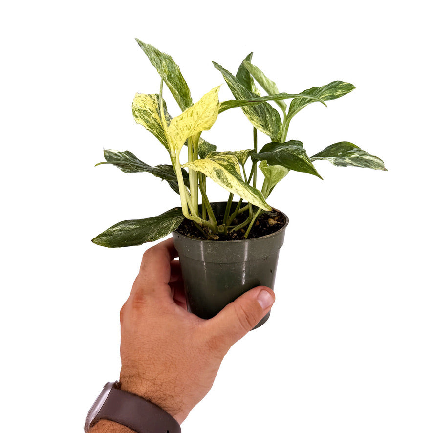 Epipremnum pinnatum 'Mint'