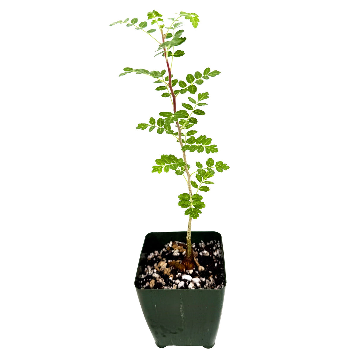 Pachycormus discolor 'Baja Elephant Tree'