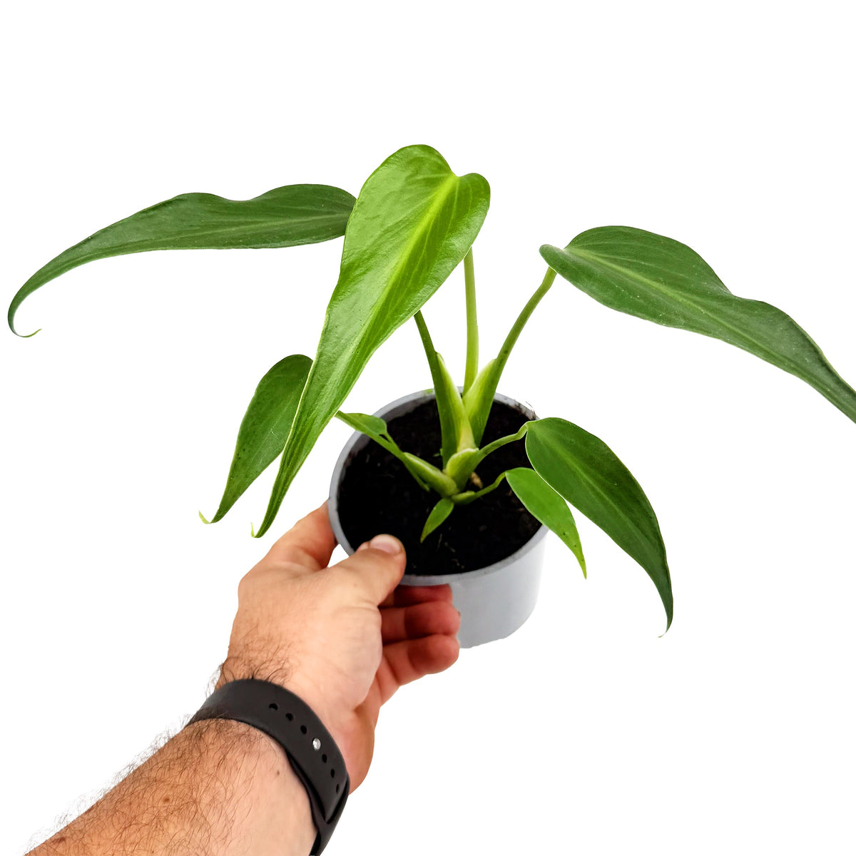 Monstera Burle Marx Flame