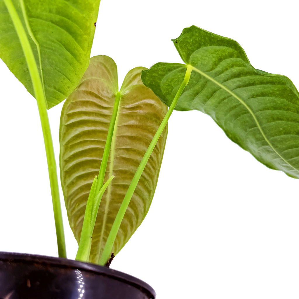 Anthurium veitchii