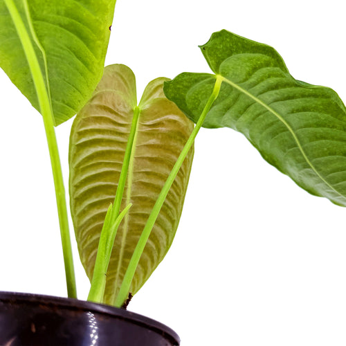 Anthurium veitchii