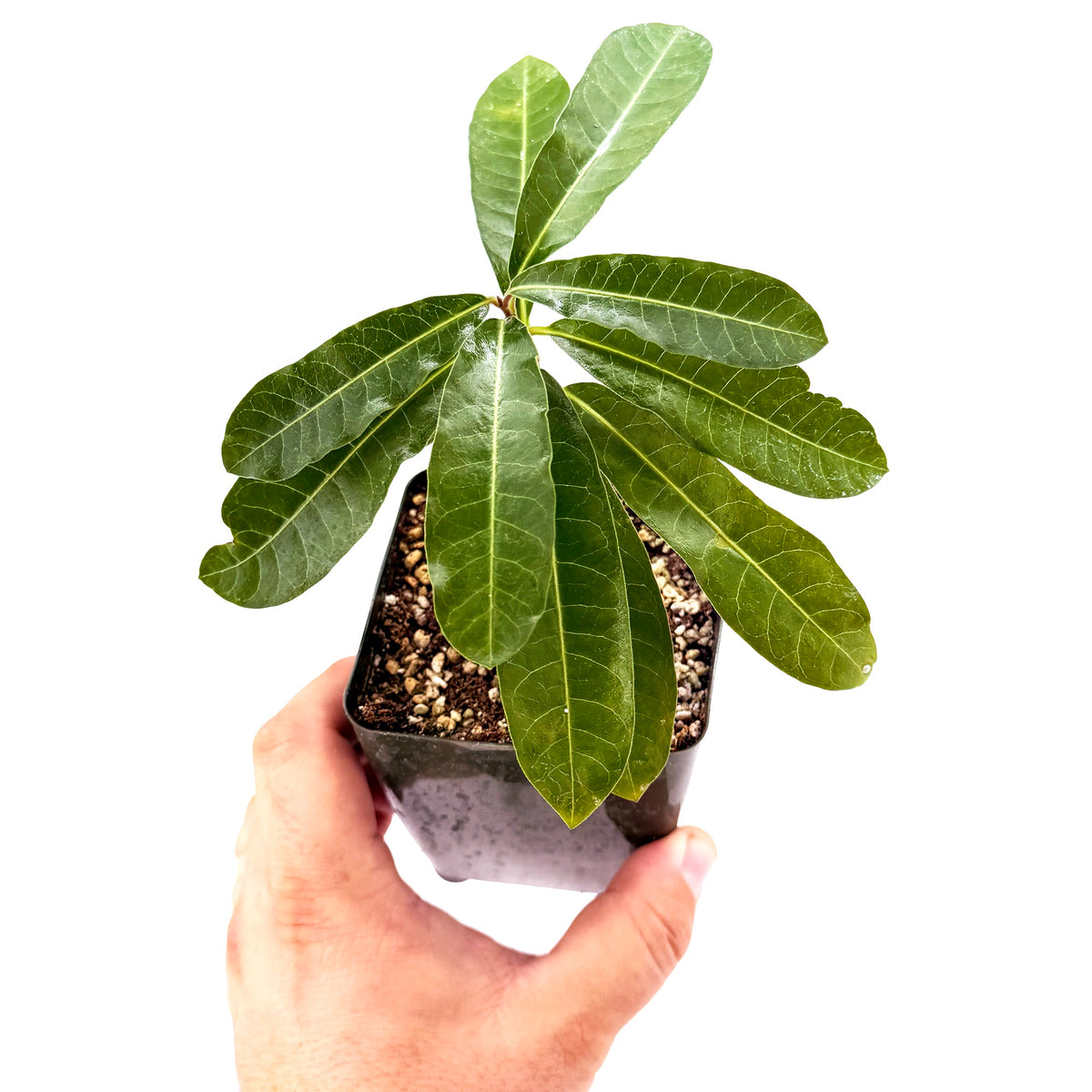Raphionacme flanaganii