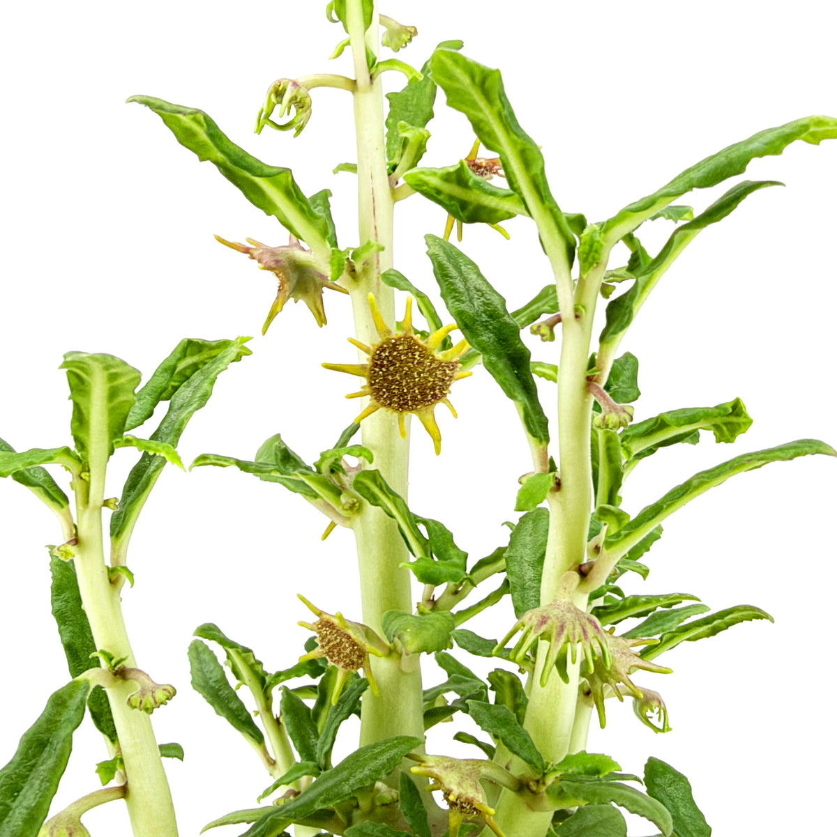 Dorstenia hildebrandtii f. crispa