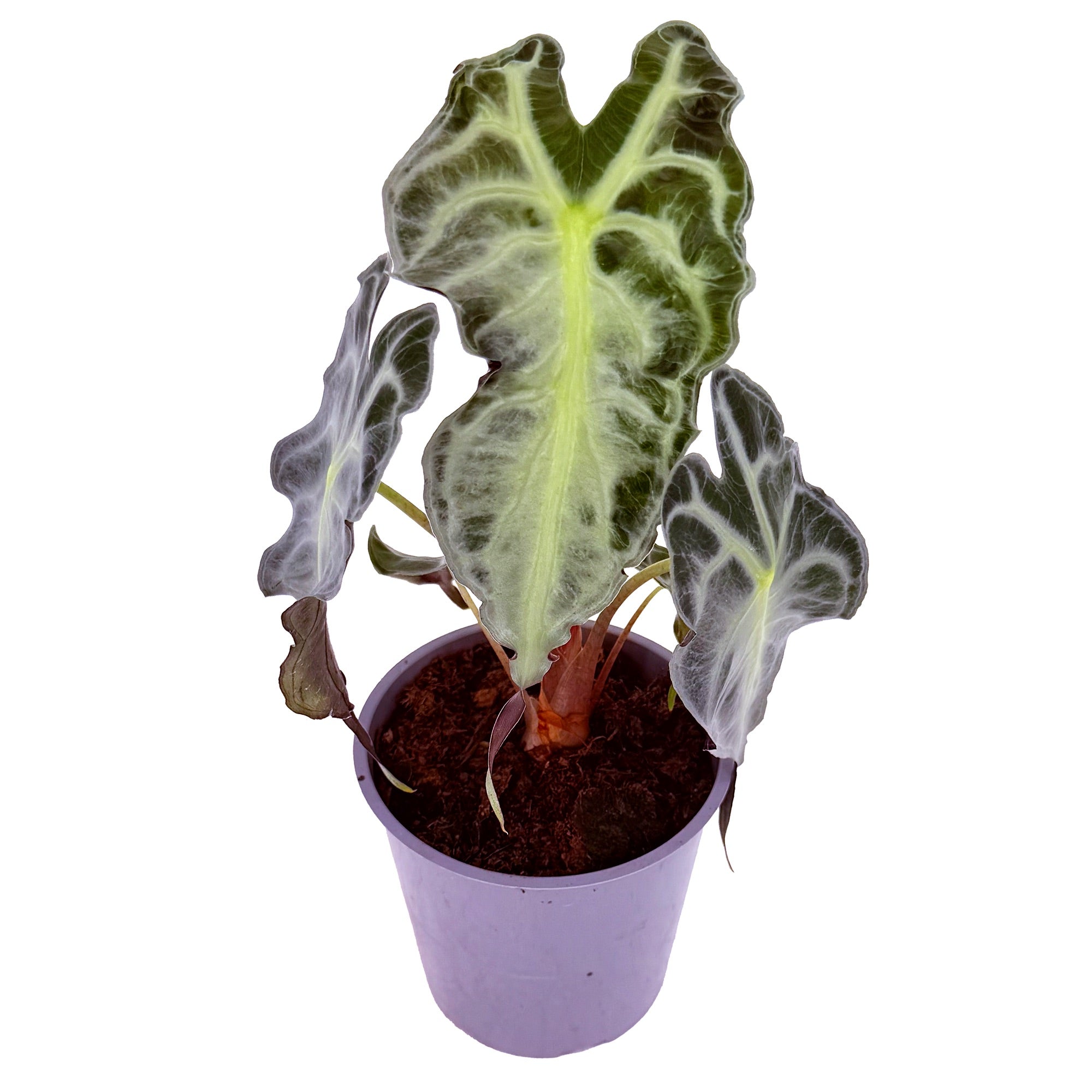 Alocasia 'Venom'