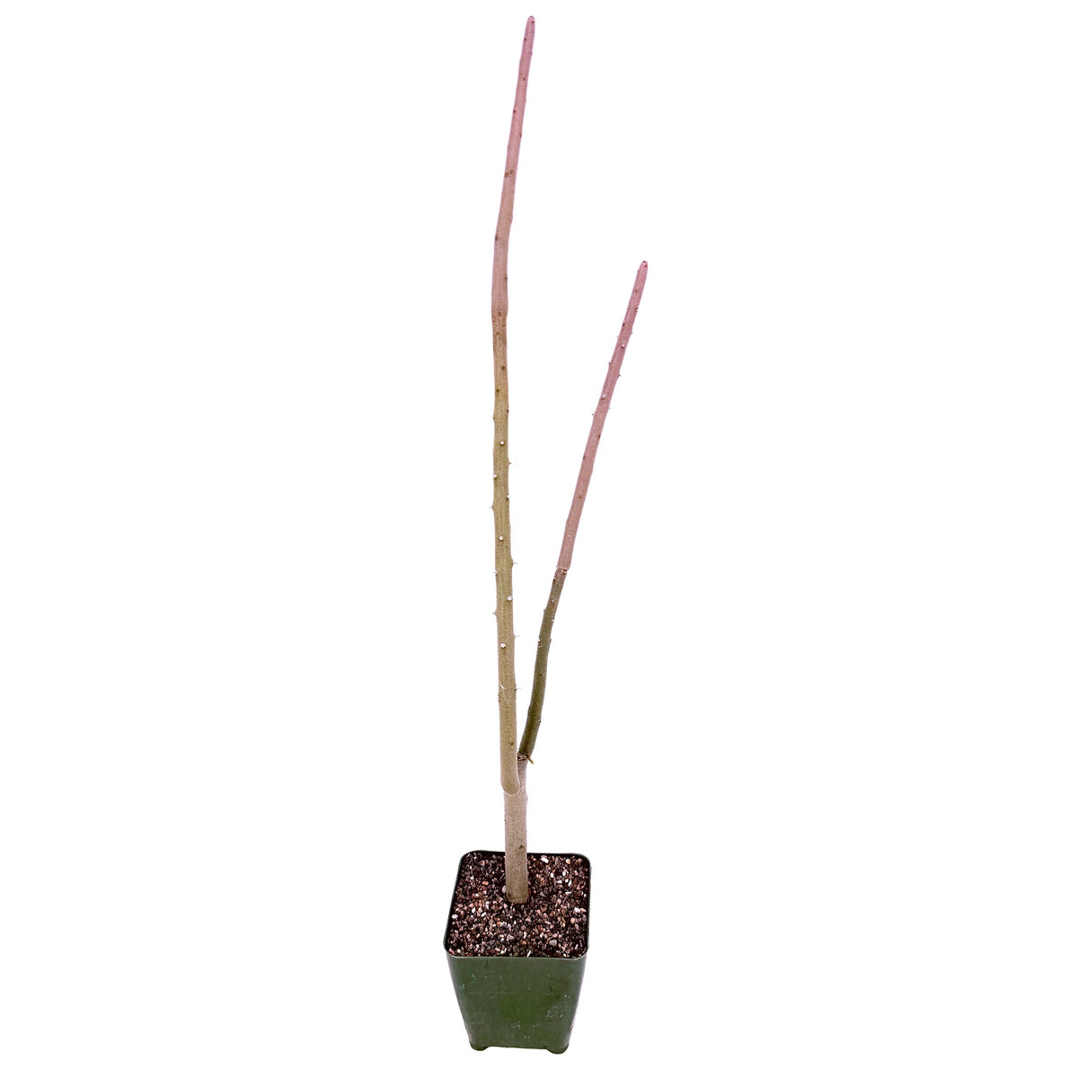 Alluaudia dumosa