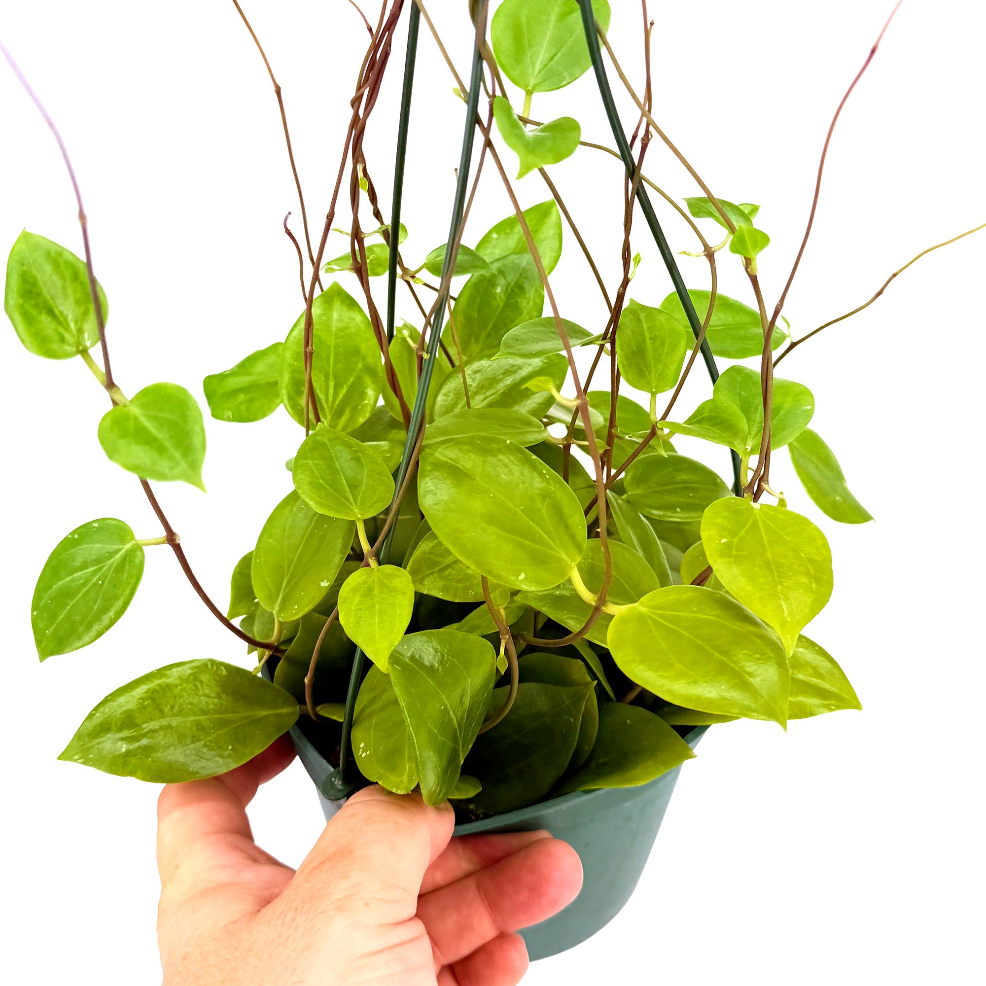 Hoya neocaledonica